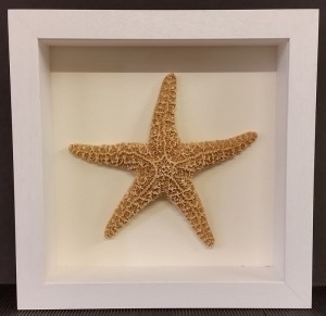 Starfish framed in deep shadow box