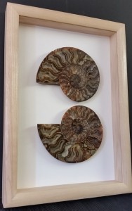 Ammonites framed by Bespoke Framing